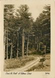 CPSM Dans la Foret d'Aitone Corse