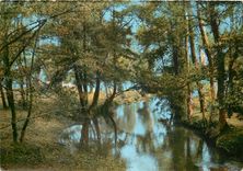 CPSM La Celle St Cyr (Yonne) Le Vrin