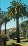 CPSM Grasse Vegetation mediterraneenne et la ville