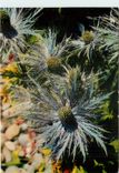 CPSM Fleurs des Alpes Chardons Bleus