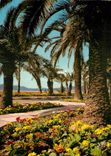CPSM Cannes (A Mmes) Les Parterres Fleuris de la Croisette et au fond le massif de l'Esterel