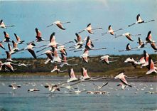 CPSM En Camargue Flamants Roses en vol