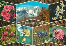 CPSM Fleurs des Alpes
