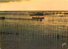 CPSM Bassin d'Arcachon (Gironde) Dans les parc a huitres