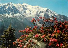 CPSM Au Pays du Mont Blanc le Rhodo le roi de la Montagne (Massif du Mont Blanc)