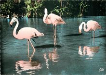 CPSM Flamants Roses de Camargue