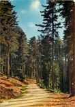 CPSM Charmes et Couleurs de la Corse Evisa Foret d'Aitone