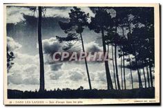 CPA Dans les Landes Soir d'orage dans les pins 