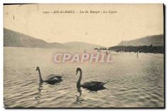 CPA Aix les Bains Lac du Bourget Les Cygnes 