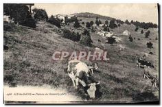 CPA Aix les Bains Plateau du Revard  Vaches