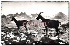 CPA Animaux de nos Montagnes Les Chevres