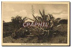 CPA Saint Raphael Valescure Plantes d'Aloes 