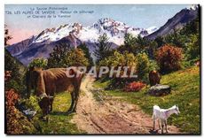 CPA La Savoie Pittoresque les Alpes de Savoie retour de Paturage et Glaciers de la Vanoise Chevre Va