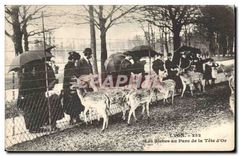 CPA Lyon Les Biches au Parc de la Tete d'Or 