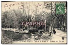 CPA Lyon Parc de la Tete d'Or Le Coin aux Cygnes 