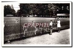 CPA Lyon Parc de la Tete d'Or Les Daims Enfants