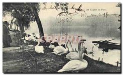CPA Lyon Les Cygnes au Parc 