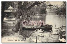 CPA Lyon Parc de la Tete d'Or Les Cygnes 