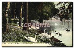 CPA Lyon Au Parc Le Coin des Cygnes 