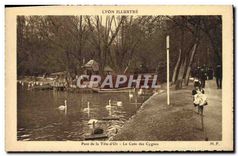 CPA Lyon Parc de la Tete d'Or Le Coin des Cygnes 