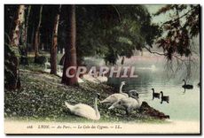 CPA Lyon Au Parc Le Coin des Cygnes 