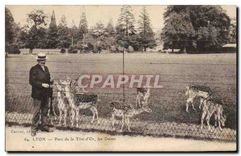 CPA Lyon Parc de la Tete d'Or les Daims 