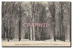 CPA Palais de Fontainebleau Les Grandes Allees du Parc Effet de neige 