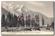 CPA Chamonix Paturage aux Prz et le Mont Blanc