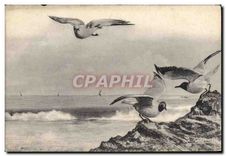 CPA Mouettes Oiseaux