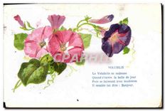 CPA Fantaisie Fleurs Volubilis