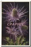 CPA Fantaisie Fleurs Eryngium alpinum