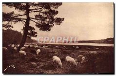 CPA Hossegor pres Capbreton Landes Paturages au bord du lac Moutons
