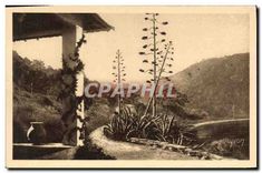 CPA Ile de Port Cros Var 