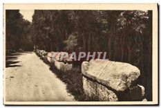 CPA Arles Bouches du Rhone Les Alyscamps L'Allee des Tombeaux 
