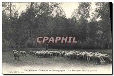 CPA La Vie aux Champs en Bourgogne Le Troupeau dans la pature Moutons