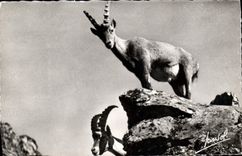 CPA Les animaux de la Montagne Bouquetin 