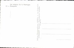 CPA Les animaux de la Montagne Bouquetin