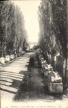 CPA Arles Les Alyscamps L'Allee des Tombeaux 