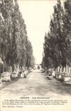 CPA Arles Les Alyscamps 
