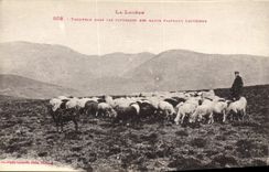 CPA La Lozere Troupeau dans les Paturagee Haute Plateaux Lozeriens Berger Moutons