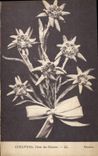 CPA Edelweiss Fleur des Glaciers 