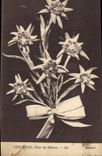 CPA Edelweiss Fleur des Glaciers 