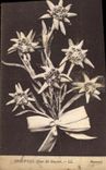 CPA Edelweiss Fleur des Glaciers 