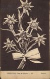 CPA Edelweiss Fleur des Glaciers 