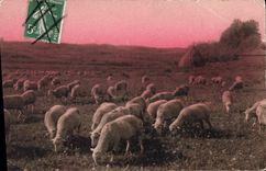 CPA Moutons