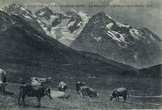 CPA Dauphine Col du Lautaret 2075 m le Glacier de l'Homme et la Meije Vaches