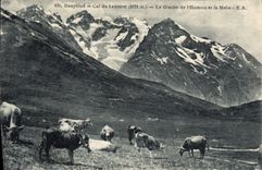 CPA Dauphine Col du Lautaret (2075 m) le Glacier de l'Homme et la Meije Vaches