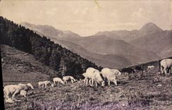 CPA Les Beaux Paysages de France les Pyrenees Le Col d'Aspin (1497 m) Moutons au Paturage