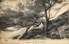 CPA Cassis Les Pins sur les Rochers