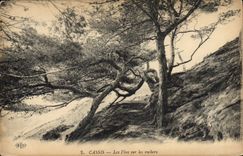 CPA Cassis Les Pins sur les Rochers